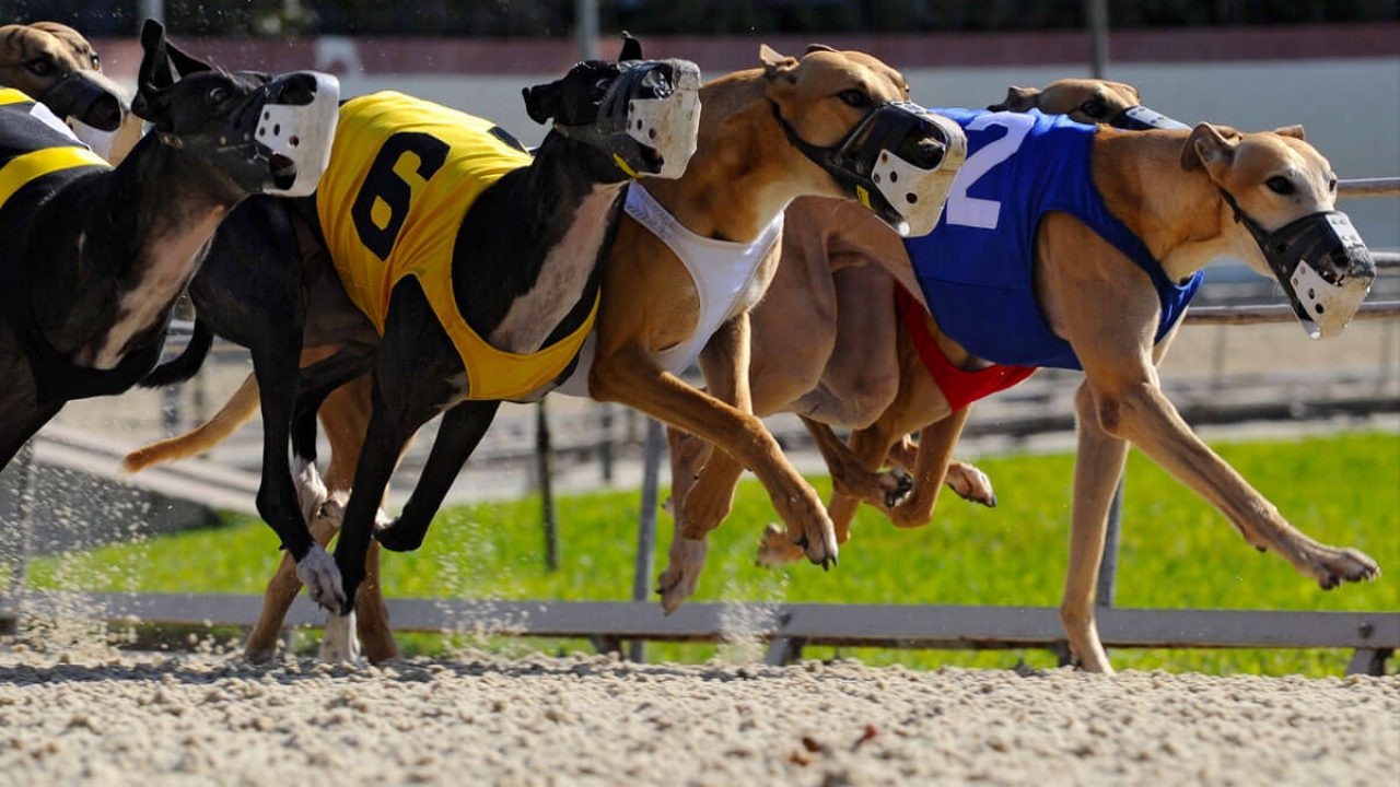 شرط بندی مسابقات سگ دوانی ،اطلاعات کامل